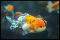 Tri Color Ranchu