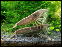 Two flower shrimp