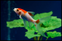 Two Color Goldfish
