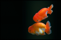 Two Ranchu Fish