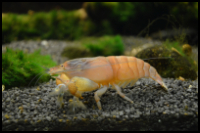 Vampire Shrimp on dirt