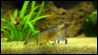 Vampire Shrimp on gravel