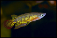 Golden Wonder Killifish