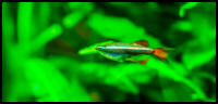 White cloud minnow