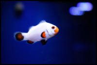 Wyoming Clownfish