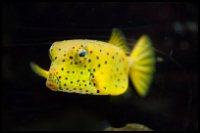 Yellow boxfish