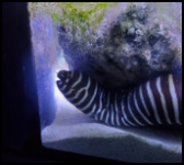 Zebra Moray Eel