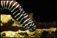 Zebra Moray Eel