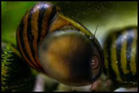 Zebra Nerite Snail On Glass