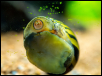 Zebra Nerite Snail Eating Algae
