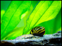 Zebra Nerite Snail On Rock