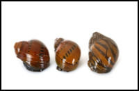 Zebra Nerite Snail Types