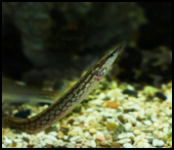 white spotted eel