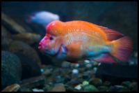 Orange Flowerhorn