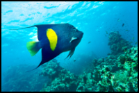 Asfur Angelfish