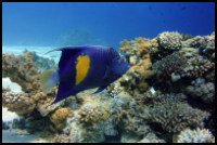 Asfur Angelfish