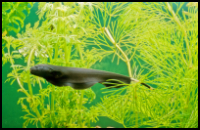 Black Ghost Knifefish Plants