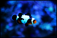 Semi Black Clownfish