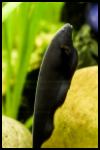 Black Ghost Knifefish Close Up