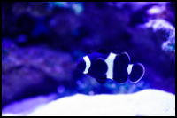 Black Phantom Clownfish