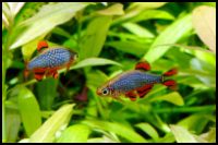 Pair of Pearl Danio