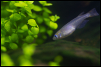 rice fish with plants