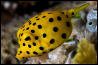 close up boxfish
