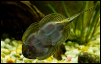 Close up hillstream loach