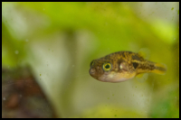 Close up Pea Puffer