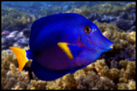 Purple Tang close up