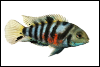 Convict Cichlid White Background