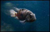 Convict Cichlid In Aquarium