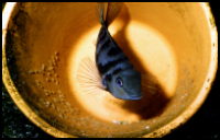 Convict Cichlid Breeding