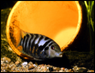 Convict Cichlid With Pot
