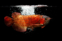 Red Arowana Dark Background