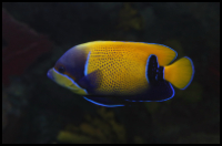 Blue Girdled Angelfish darker