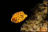 dark boxfish