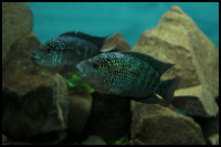  Two Jack Dempsey