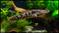 Bichir Polypterus