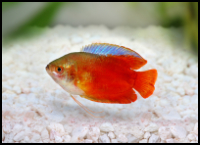 Flame Gourami