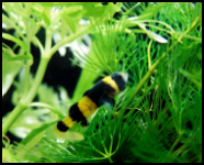 Bumble Bee With Plants