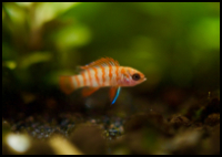 overview scarlet badis