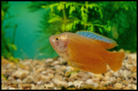 Flame Gourami