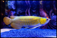 Golden Arowana