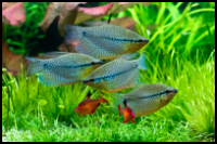 group of pearl gourami