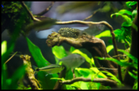 hillstream loach on wood