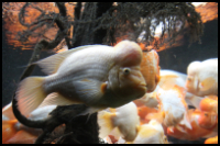 White flowerhorn