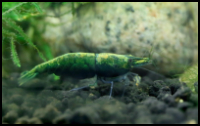 Neocaridina Shrimp Green