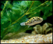 Green spotted puffer with plants