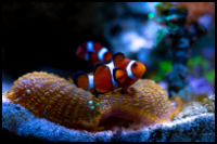 Two Clownfish